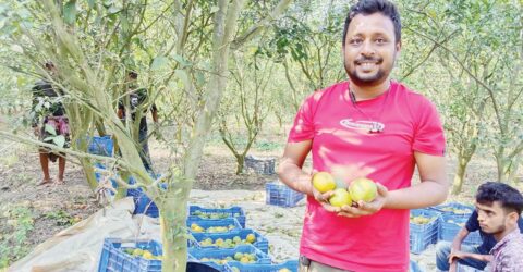 মিশ্র ফলের বাগান করে তরুণ শিক্ষকের সফলতা