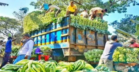 মধ্যস্বত্বভোগীরা দখল করে সবজির লাভ, কৃষকেরা ন্যায্য দাম থেকে বঞ্চিত