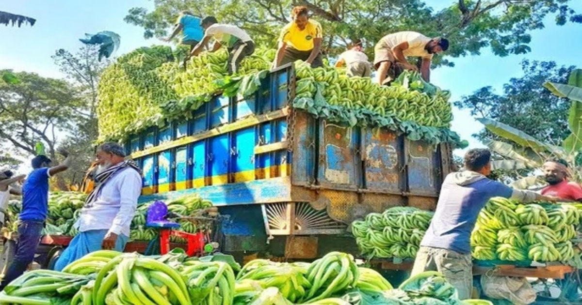 মধ্যস্বত্বভোগীরা দখল করে সবজির লাভ, কৃষকেরা ন্যায্য দাম থেকে বঞ্চিত