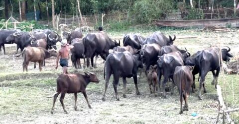 দশমিনায় গরু-মহিষে অর্থনীতির চাকা ঘুরছে