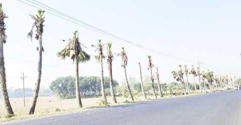 নওগাঁয় বিদ্যুতের লাইনের নিরাপত্তায় তালগাছ কাটা: পরিবেশে ক্ষতি নিয়ে ক্ষোভ