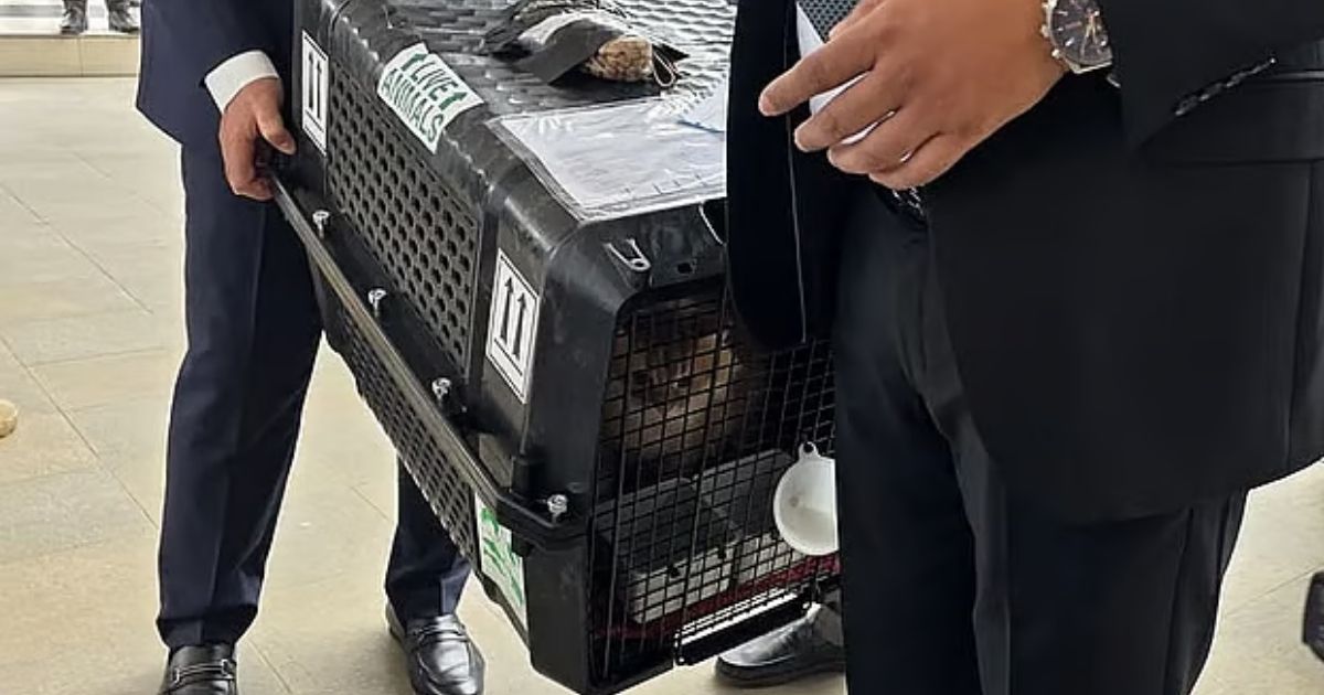 তারেক রহমানের সঙ্গে দেশে ফিরল প্রিয় পোষা বিড়াল ‘জেবু’