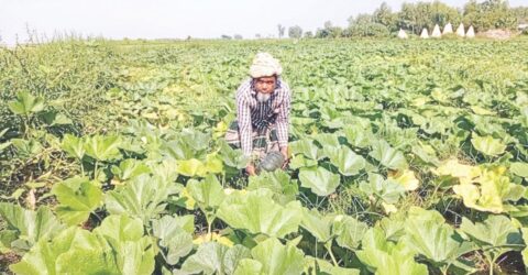 সারিয়াকান্দির চরাঞ্চলে মিষ্টি কুমড়া চাষে কৃষকের স্বাবলম্বী হওয়ার গল্প