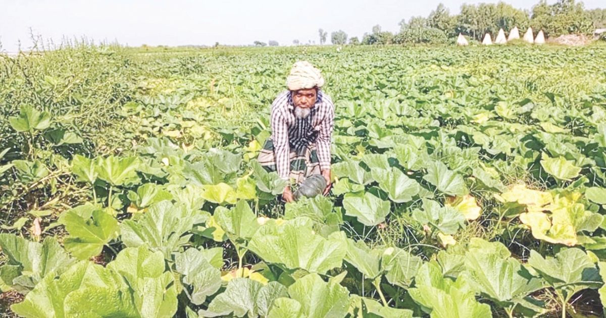 সারিয়াকান্দির চরাঞ্চলে মিষ্টি কুমড়া চাষে কৃষকের স্বাবলম্বী হওয়ার গল্প