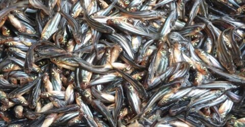 মেঘনা নদীতে নিষিদ্ধ জাল ও চাই ব্যবহার করে পাঙ্গাসের পোনা নিধনের মহোৎসব অব্যাহত