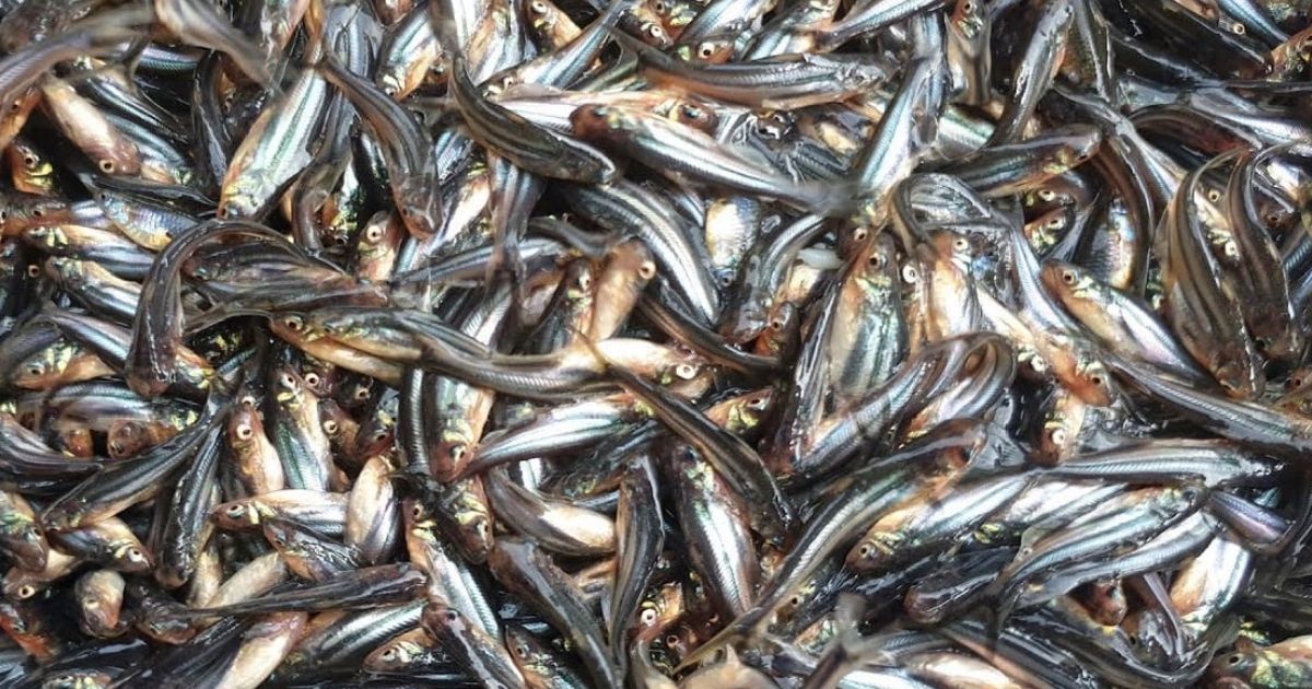 মেঘনা নদীতে নিষিদ্ধ জাল ও চাই ব্যবহার করে পাঙ্গাসের পোনা নিধনের মহোৎসব অব্যাহত