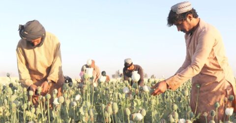 নিষেধাজ্ঞার কারণে আফগান কৃষকদের বড় ক্ষতি: জাতিসংঘ