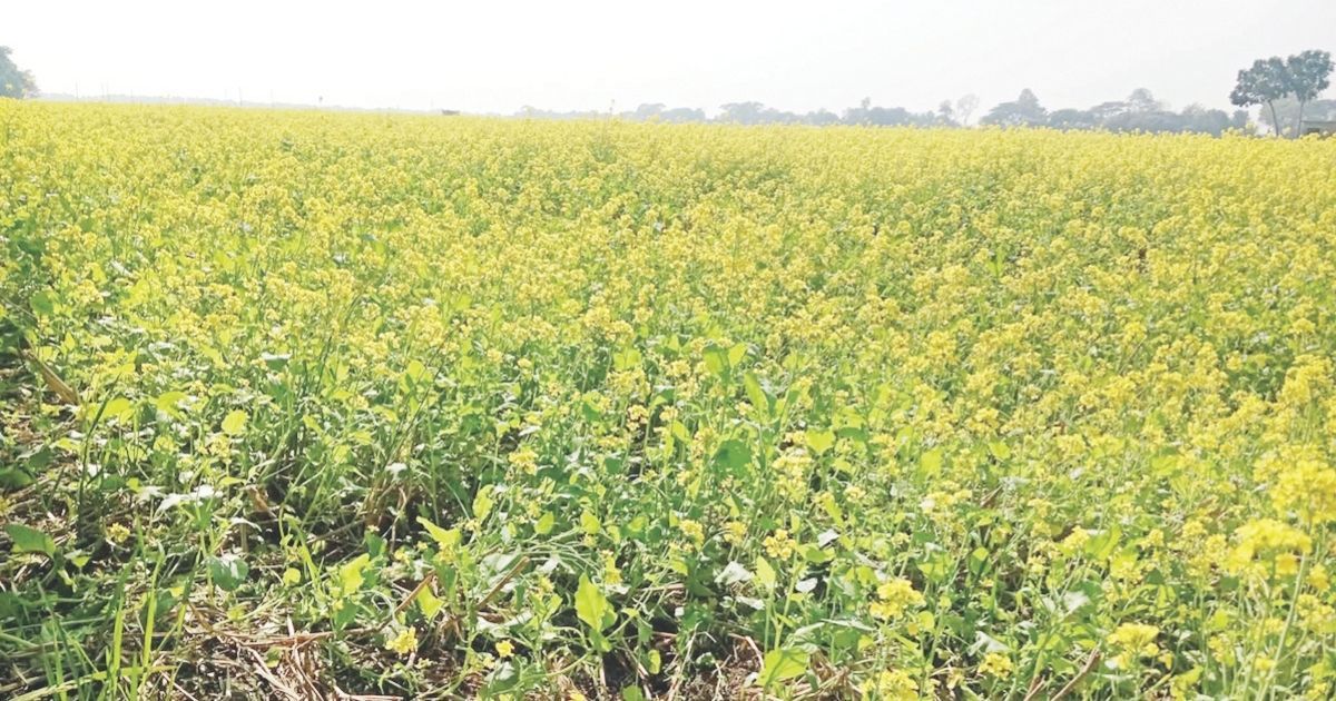 কুষ্টিয়ার দৌলতপুরে সরিষা চাষে কৃষকের মুখে সুখের হাসি