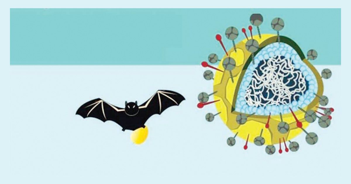 ৩৫ জেলায় নিপাহ ভাইরাস, খেজুর রস ও অ-মৌসুমি সংক্রমণে সতর্কতা