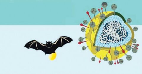 নিপাহ ভাইরাসের কারণে দেশে উদ্বেগ বাড়ছে, খেজুর রসের ঝুঁকি ক্রমশ বৃদ্ধি