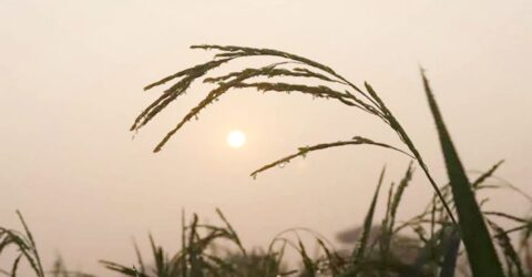 উত্তরাঞ্চলে জলবায়ু পরিবর্তনের প্রভাব: অস্বাভাবিক আবহাওয়া এবং উদ্বেগজনক পরিবর্তন