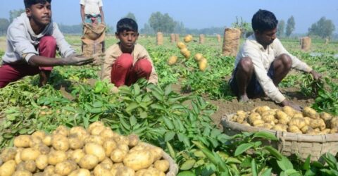 খুলনা ও বগুড়ায় শীত মৌসুমে আলু চাষ ও রপ্তানি কার্যক্রম জোরদার