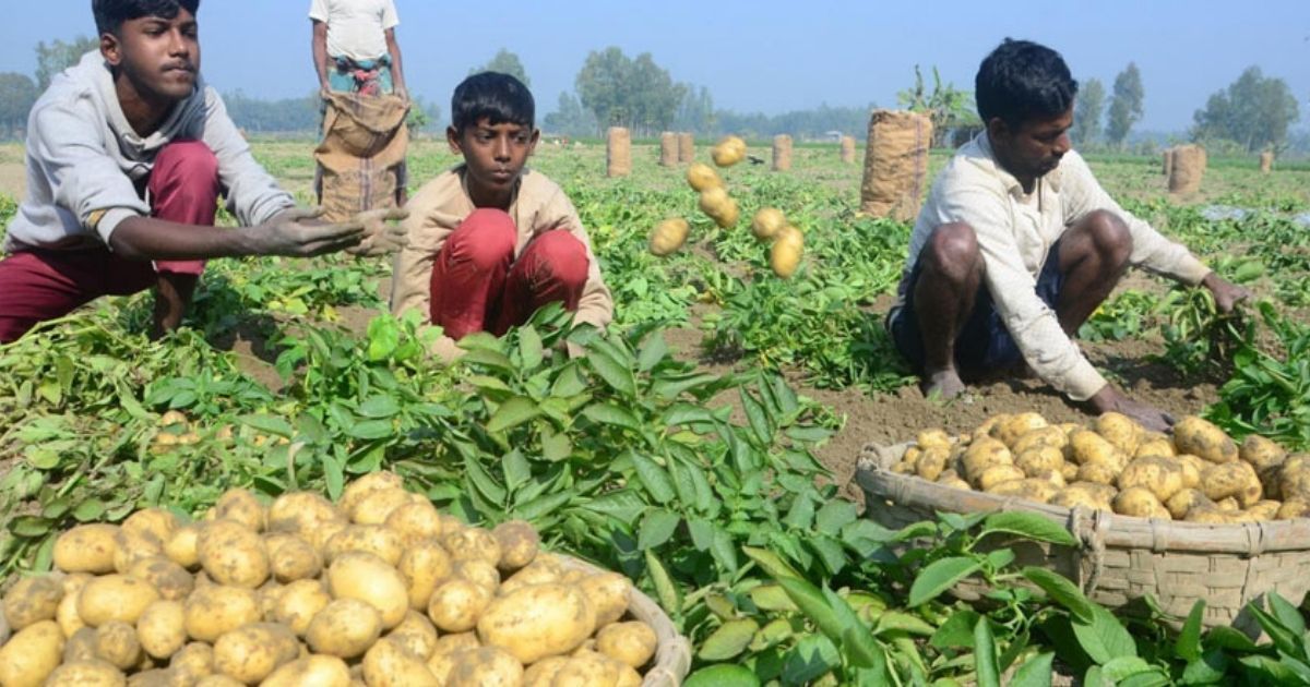 খুলনা ও বগুড়ায় শীত মৌসুমে আলু চাষ ও রপ্তানি কার্যক্রম জোরদার