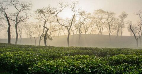 শ্রীমঙ্গলে মৌসুমের শেষভাগে তীব্র শীত, তাপমাত্রা ৯.৬ ডিগ্রি সেলসিয়াস