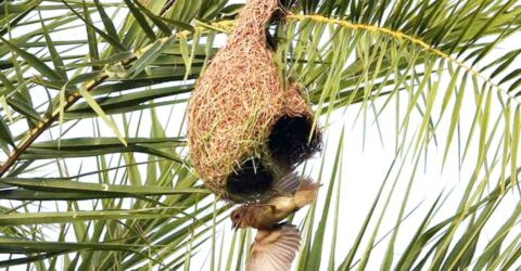 জীবননগরে তাল গাছের সংকট ও বাবুই পাখির অস্তিত্বের লড়াই