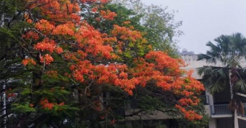 আজ পয়লা ফাল্গুন, বসন্ত এসে গেছে