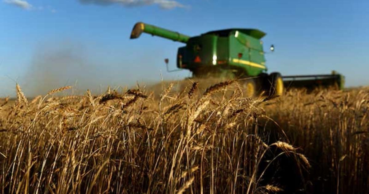 বিশ্ববাজারে সরবরাহ বৃদ্ধির কারণে গম, সয়াবিন ও ভুট্টার দাম কমল