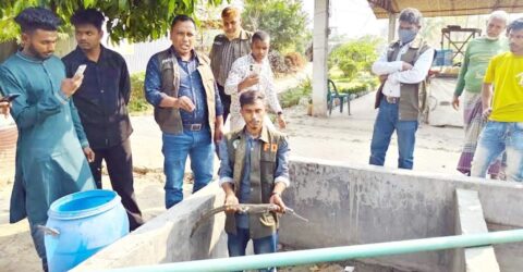 কুষ্টিয়ায় ইউটিউব ভিলেজ থেকে মহাবিপন্ন ঘড়িয়াল ও কাছিম উদ্ধার