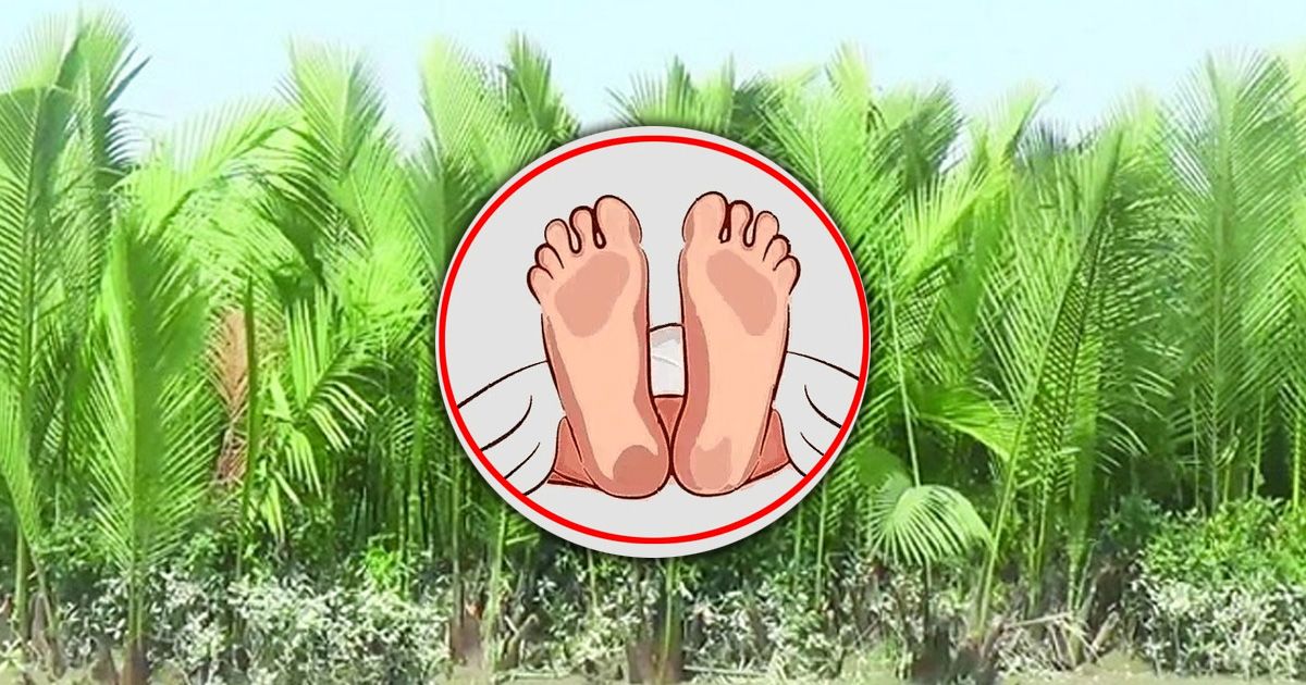 গোলপাতার খেতে বৃদ্ধের রক্তাক্ত মৃতদেহ উদ্ধার