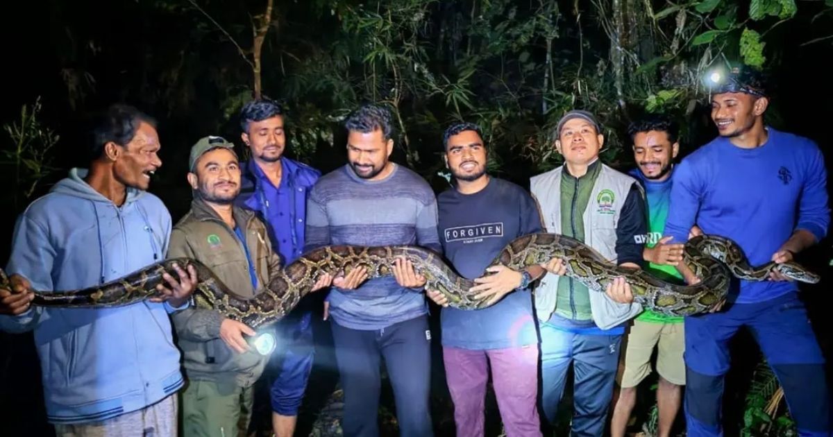 কমলগঞ্জে ৪০ কেজি ওজনের অজগর সাপ উদ্ধার, লাউয়াছড়া বনে মুক্ত
