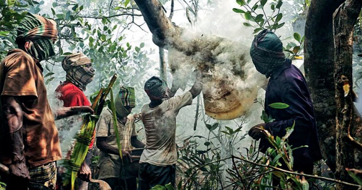 বনদস্যু আতঙ্কে বন্ধ মধু সংগ্রহ মৌসুম