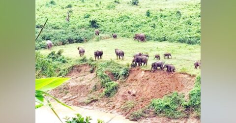 গারো পাহাড়ে হাতি-মানুষের দ্বন্দ্বের সমাধান কী?