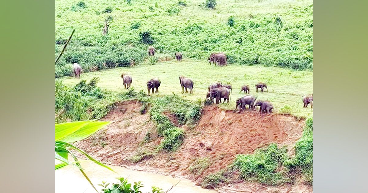 গারো পাহাড়ে হাতি-মানুষের দ্বন্দ্বের সমাধান কী?