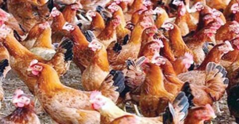 এক বছরে সোনালি মুরগির দাম ৫২ শতাংশ বেড়েছে