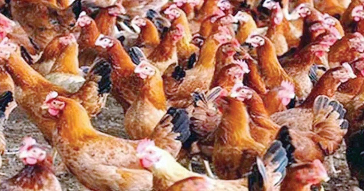 এক বছরে সোনালি মুরগির দাম ৫২ শতাংশ বেড়েছে