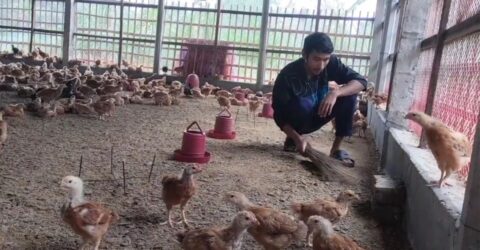 ঠাকুরগাঁওয়ে পোল্ট্রি খাতের মুখে অন্ধকার, শত শত খামার বন্ধ