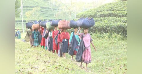 প্রভিডেন্ট ফান্ডের শত কোটি টাকা বকেয়া, অনিশ্চিত ভবিষ্যত চা শ্রমিকদের