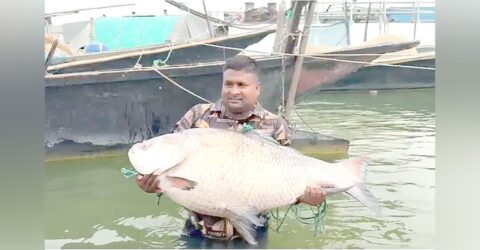 পদ্মায় পাওয়া গেল ২৫ কেজির বিশাল কাতলা, বিক্রি হলো অর্ধ লাখ টাকায়