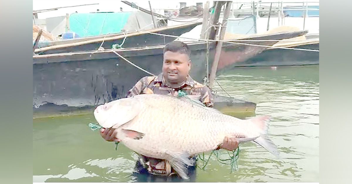 পদ্মায় পাওয়া গেল ২৫ কেজির বিশাল কাতলা, বিক্রি হলো অর্ধ লাখ টাকায়