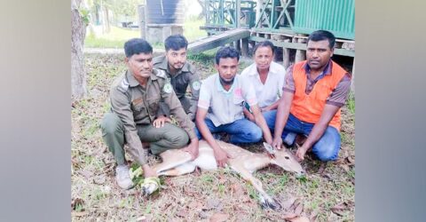শরণখোলায় বাড়ি থেকে উদ্ধার করা চিত্রল হরিণের মুক্তি বন্যে