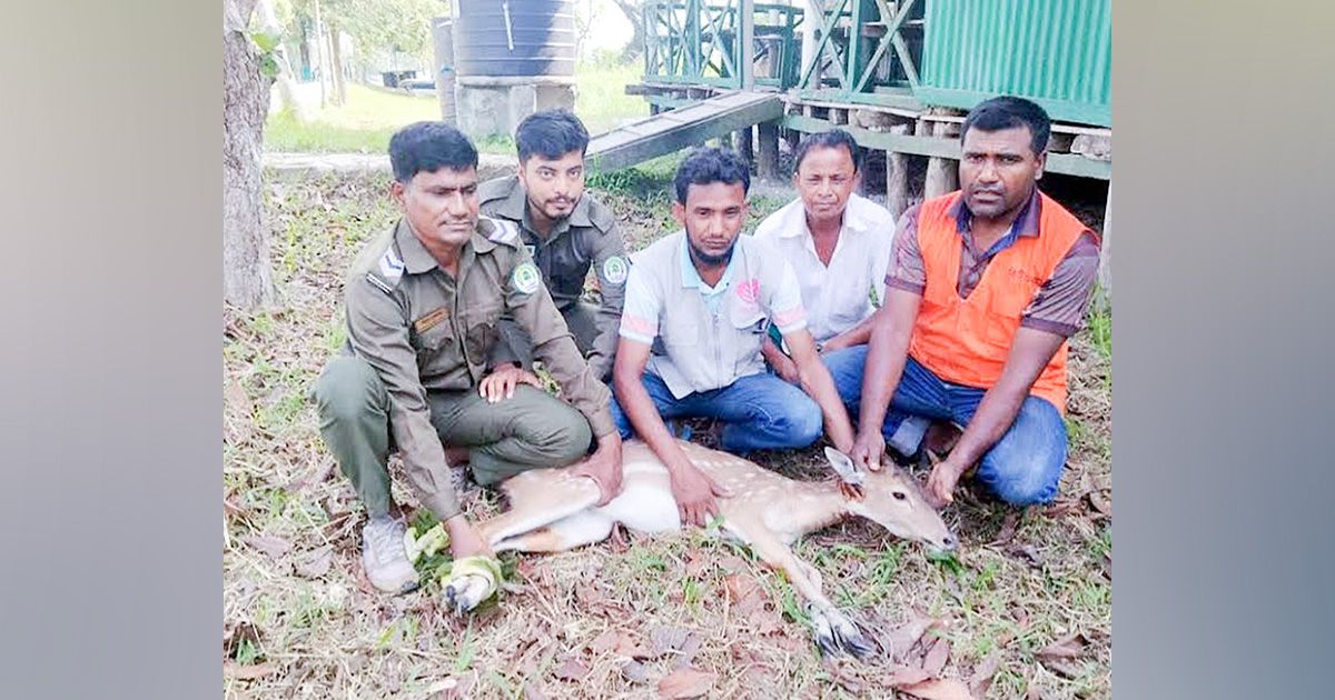 শরণখোলায় বাড়ি থেকে উদ্ধার করা চিত্রল হরিণের মুক্তি বন্যে