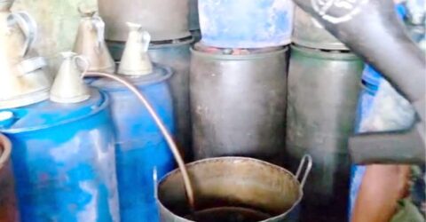 গোয়াল ঘরে মিলল দেড় হাজার লিটার তেল!