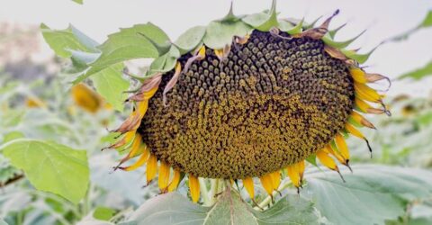 ভোজ্যতেলের বিকল্প হিসেবে অনেকে ঝুঁকছেন সূর্যমুখী চাষে