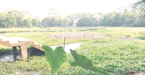 কালের সাক্ষী চারশ বছরের আলগী দিঘি