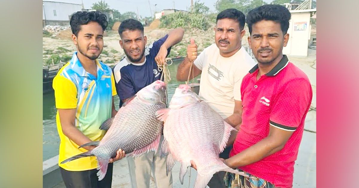 দৌলত‌দিয়ার পদ্মায় জেলের জালে ৯১ হাজারের দুই কাতল